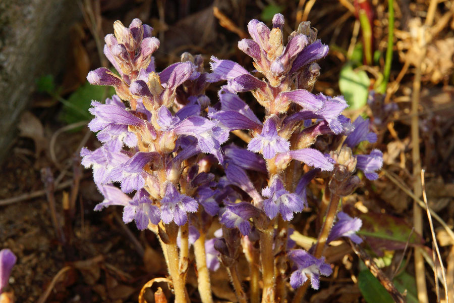 Orobanche ramosa  / Succiamiele ramoso